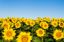 Field Of Sunflowers Blue Sky Without Clouds