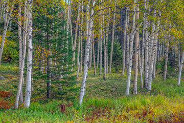  Autumn leaves in forest