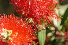 African Honeybee (Apis Mellifera Scutellata) On Bottlebrush