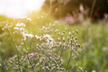 Wall Mural - Forest meadow with wild grasses,Macro image with small depth of field,Blur background