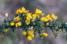 Yellow Gorse Flower Taken In The UK