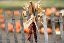 Indian Corn On Fence Of Pumpkin Fair At Autumn.