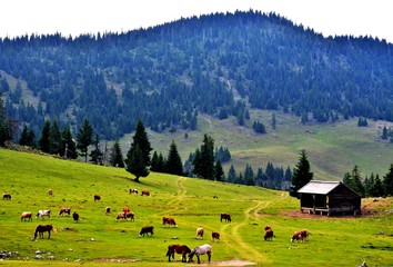 Wall Mural - cows and horses grazing on a mountain pasture