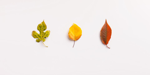 Poster - Three colored different leaves isolated on white background