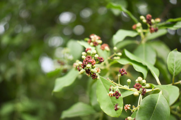 Santalum album plant flower closeup focus shot