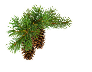 christmas arrangement with pine twigs and cones