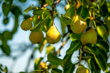 Cider Pear On A Tree