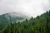 Fototapeta Las - fog over the forest