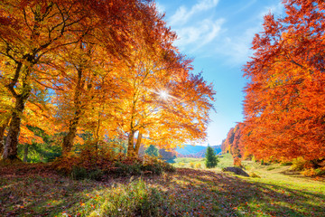 Wall Mural - landscape of autumnal forest with real sun and orange trees on meadow