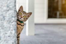 Cute Adorable Funny Small Tabby Kitten Peeking Around Wall Outdoors. Beautiful Young Little Cat Playing At Home Backyard