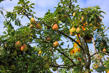 Branch with pears isolated on blue sky. Garden background.