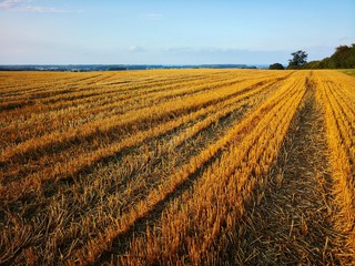 wheat field harvested