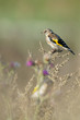 European goldfinch bird sits on thistle straw