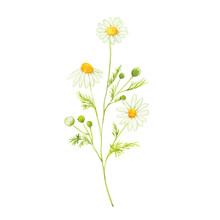 Watercolor Chamomile Flowers