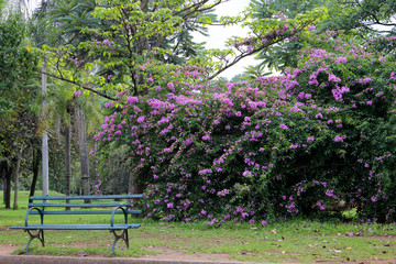 Wall Mural - Ibirapuera