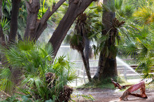 Sprinkler Irrigation In An Area Of Palm Trees In A Park Early In The Morning