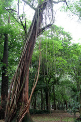 Poster - Ibirapuera