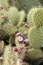 Figues De Barbarie Rouges Sur Leur Cactus En Grappe, Agriculture Des îles Méditerranéennes 