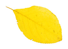 Fallen Yellow Leaf Of Plum Tree Isolated