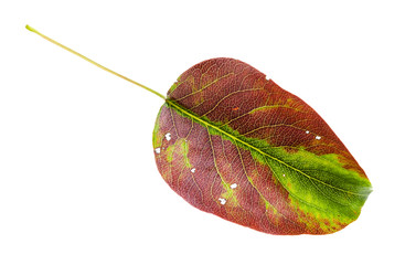 Wall Mural - brown and green fallen leaf of pear tree isolated