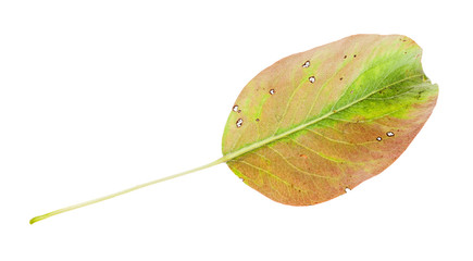 Wall Mural - yellowing green fallen leaf of pear tree isolated