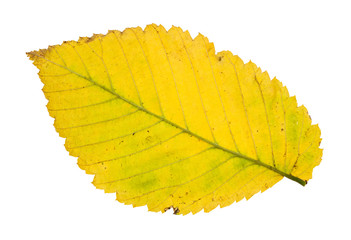 Canvas Print - back side of fallen yellow leaf of elm tree