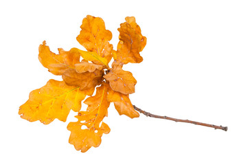 Canvas Print - twig with yellow and brown oak leaves in autumn