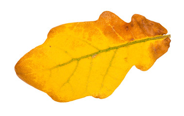 Canvas Print - fallen yellow oak leaf isolated on white
