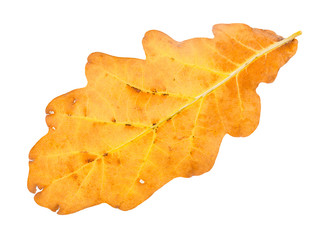 Canvas Print - back side of fallen yellow and brown oak leaf