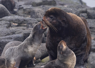 Wall Mural - fur seals on pribilof / saint paul island alaska
