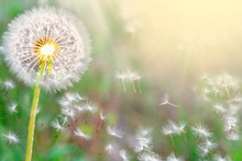 Fluffy Dandelions Glow In The Rays Of Sunlight At Sunset In Nature On A Meadow. Beautiful Dandelion Flowers In Spring In A Field Close-up In The Golden Rays Of The Sun.