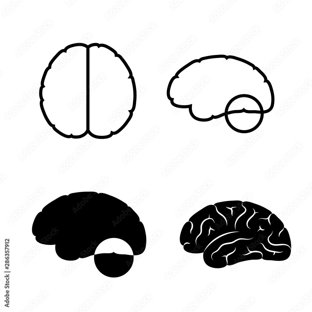 Vector illustration of human brain anatomy Stock Vector | Adobe Stock