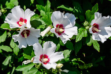 White Flowers Of Hibiscus Syriacus, Commonly Known As Korean Rose, Rose Of Sharon, Syrian Ketmia, Shrub Althea Or Rose Mallow, In A Garden In A Sunny Summer Day 