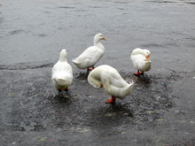 Four Ducks In The Water