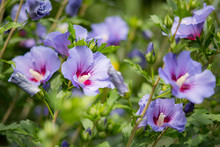 Purple Hibiscus Flower
