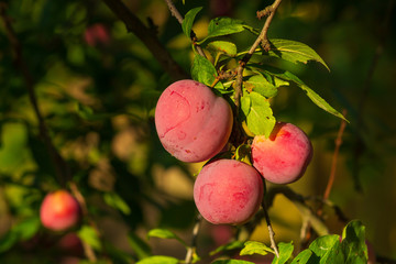 Closeup of delicious ripe plums on tree branch in garden