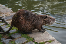 Nutria Coypu Near The Lake In City Park. Animals In The City
