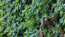 Man Looks Through Binoculars In The Leaves