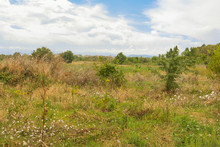 Landscape Of The Countryside, Field Overgrown With Weeds And Shrubs