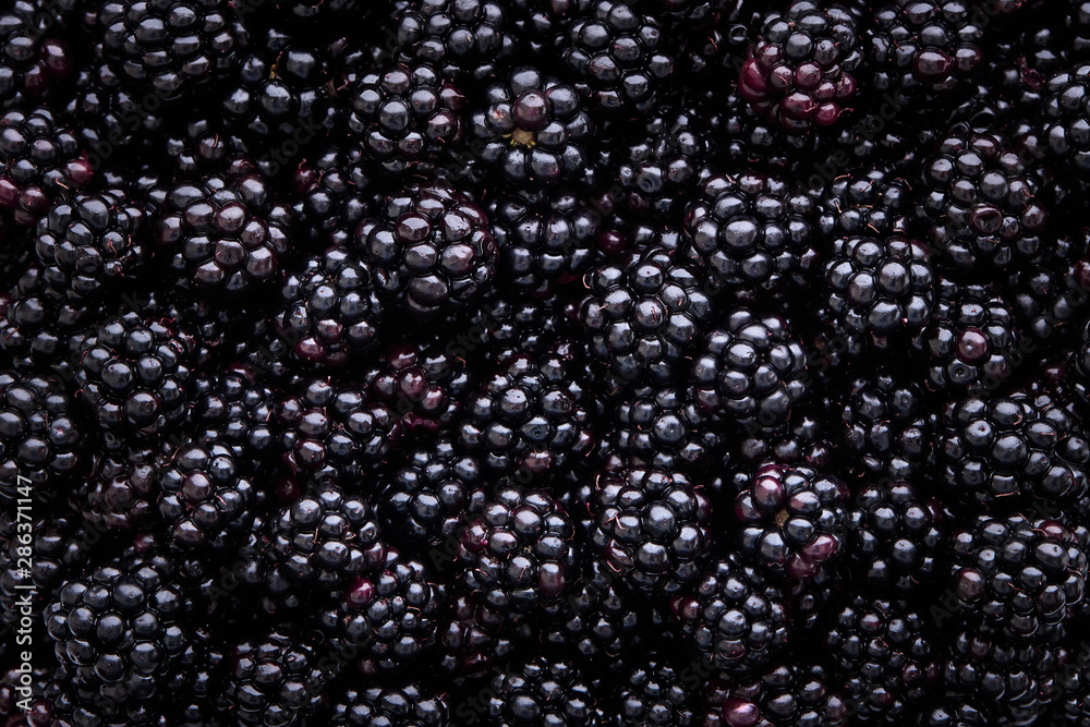 Close up of shiny, freshly picked blackberries - obrazy, fototapety, plakaty 