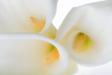 Wall Mural - Calla Lily Flower