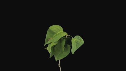 Wall Mural - Time-lapse of drying Lilac leaves (Syringa vulgaris) 1a4 in 4K PNG+ format with ALPHA transparency channel isolated on black background