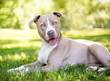 © Mary Swift - A tan and white Pit Bull Terrier mixed breed dog lying in the grass with a happy expression