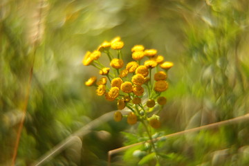 Wall Mural - Green bokeh of nature. Blur abstract background. Out of focus.