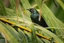 Asian Glossy Starling - Aplonis Panayensis Red Eye Bird In The Family Sturnidae, Found In Bangladesh, Brunei, India, Indonesia, Malaysia, Myanmar, The Philippines, Singapore, Taiwan And Thailand