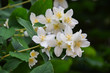 Jasmine -  absolute Egyptian (Jasmine grandiflorum) flowers