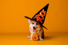 Corgi Dog In Halloween Costume On Yellow Background