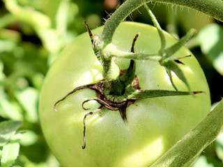 Green tomato