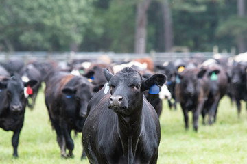 Wall Mural - Young heifer in focus with herd behind her out of focus