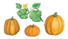 Autumn Collection. Beautiful Pumpkin Set Isolated On White. Drawing With Acrylic Paints. Vintage Style. Botanical Sketches. Realistic Drawing. Element For Design.